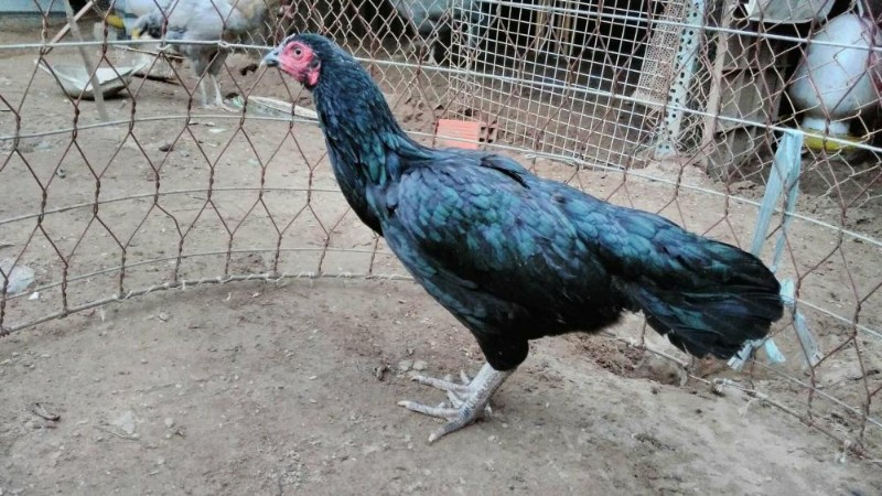 Những phẩm chất nổi bật của dòng gà ô chân trắng