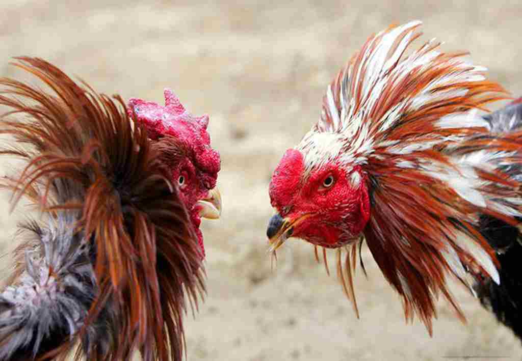 Những yêu cầu cần nhớ khi ghép gà trống mái
