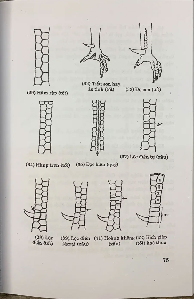 Một số loại vảy gà đá khác
