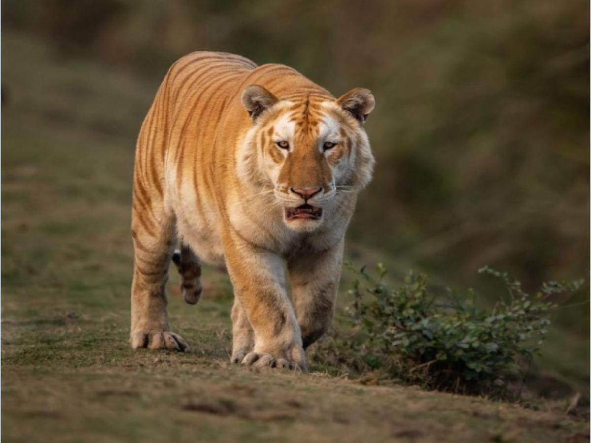 Gợi ý các số may mắn trong giấc mộng hổ vàng