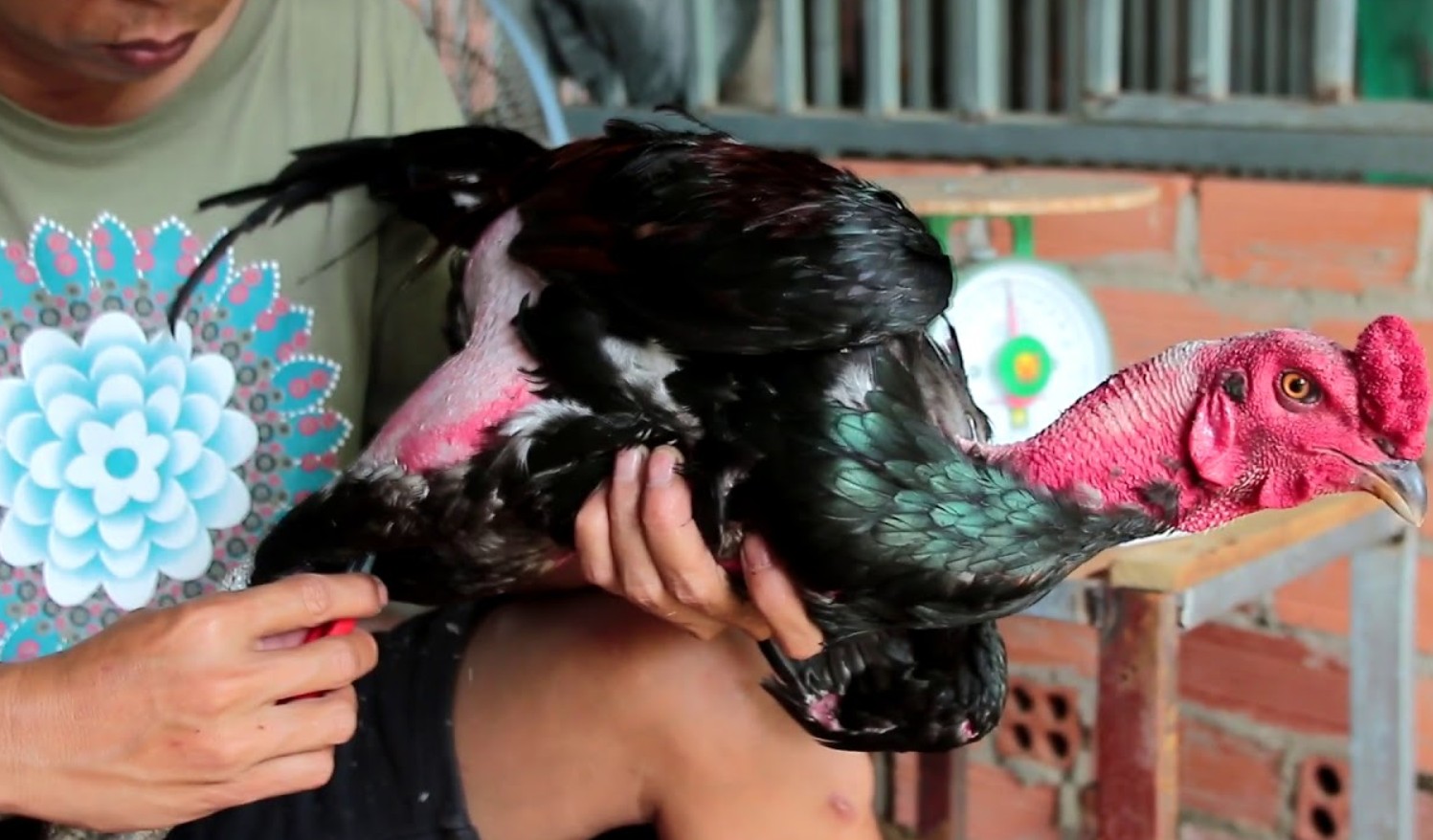 Sắp xếp các bài tập thích hợp để luyện chân rất quan trọng trong cách nuôi gà đá chân mạnh