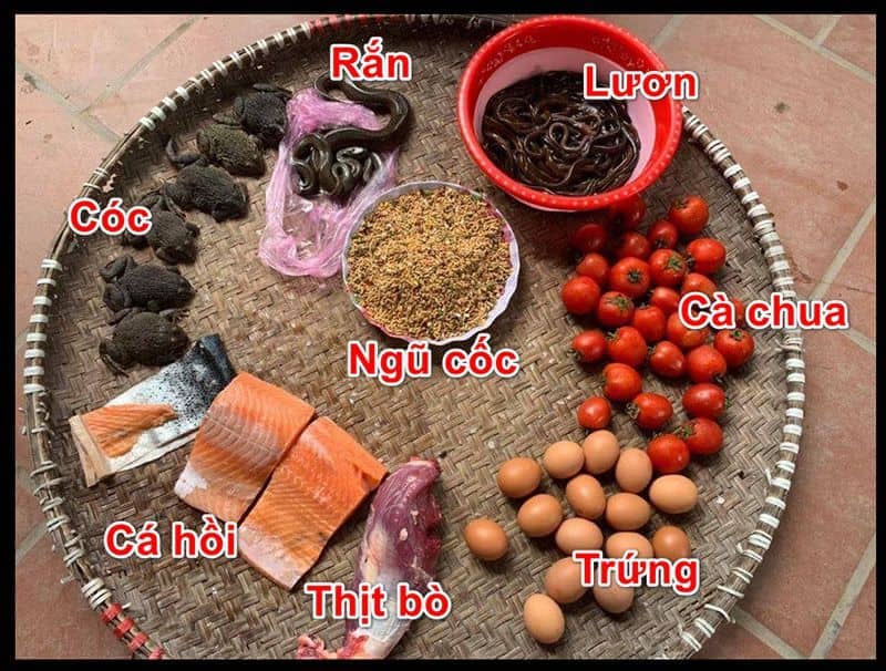 Sư kê nên lưu tâm đến dinh dưỡng bởi đây là cách nuôi gà đá chân mạnh hiệu quả