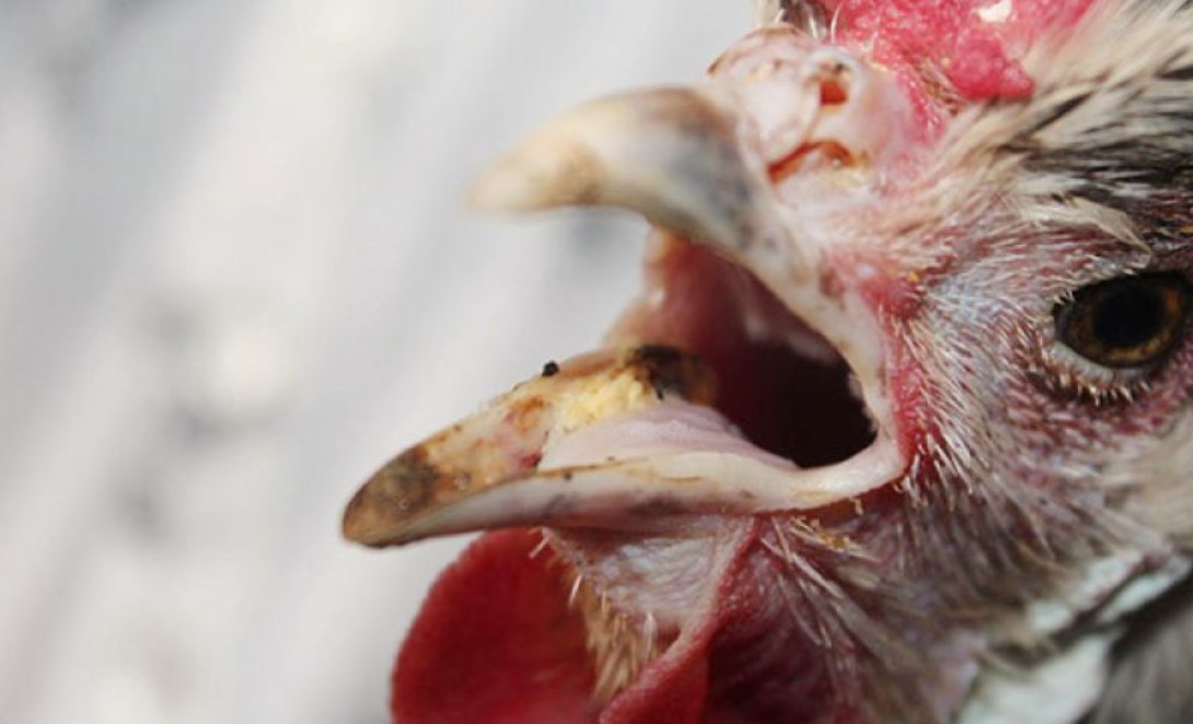 Sư kê có thể dễ dàng nắm bắt các dấu hiệu gà đá thở nhiều