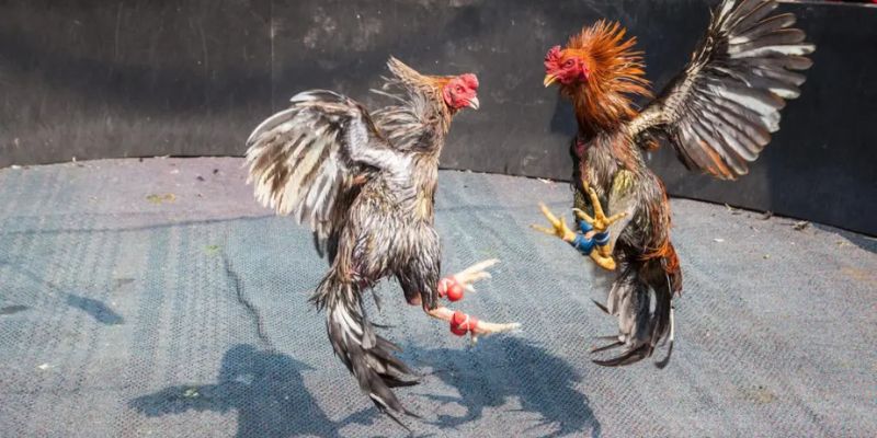 Ưu điểm khi trận đá gà miền Bắc áp dụng luật lệ