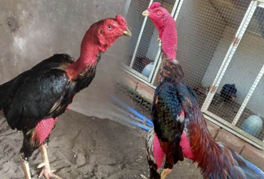 Bài tập vung cánh cho gà chiến