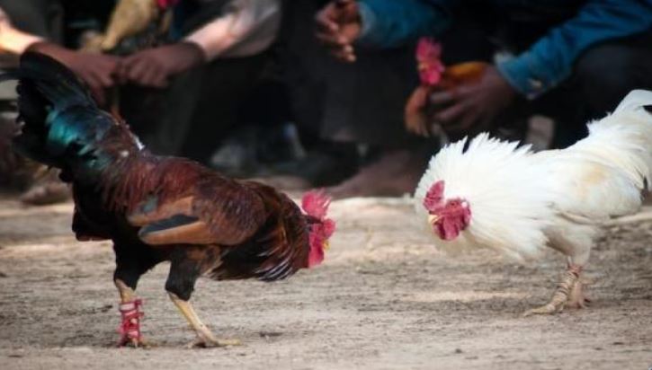 Ưu điểm khi tham gia cược đá gà cựa dao Jun88 trực tiếp hôm nay