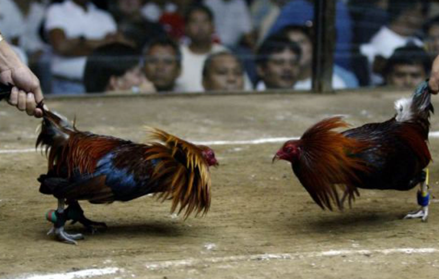 Góc hỏi - đáp về đá gà cựa sắt trực tiếp anh em nên biết