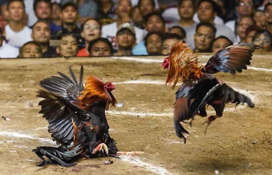 Tiết lộ các hình thức đặt cược trong giải đá gà C3