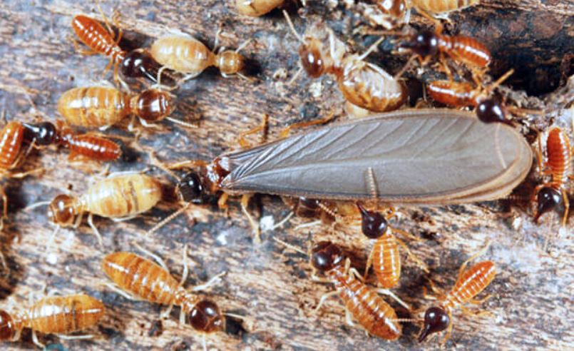 Ý nghĩa giấc mơ nhìn thấy nhiều mối