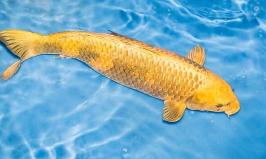 Giải mã ý nghĩa giấc mộng thấy nhiều cá đang bơi