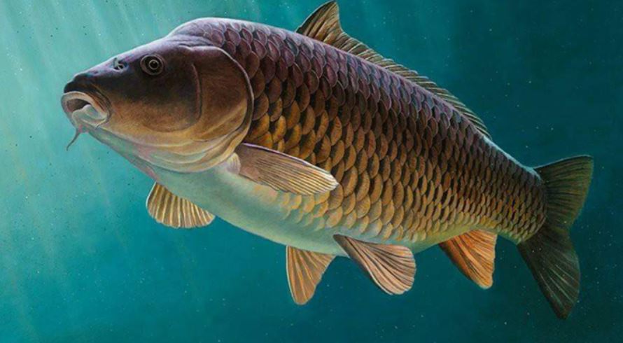 Nằm mơ thấy cá bơi trong nước đánh con gì khi cá ở trong giếng