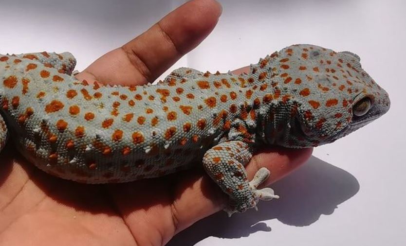 Mơ thấy hai con tắc kè chết mang ý nghĩa lớn