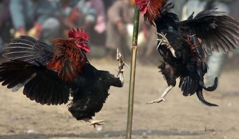 Sân đá gà Thomo FB88 uy tín hàng đầu