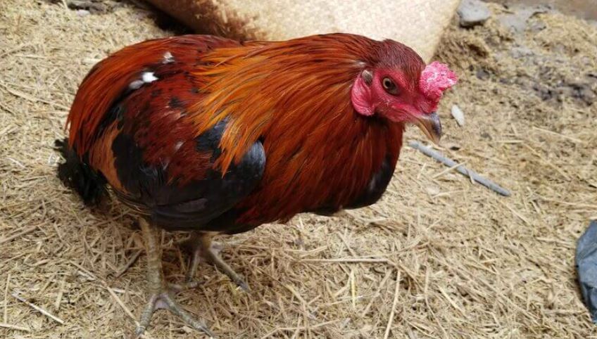 Lý do gà chọi bị bại liệt bạn nên biết