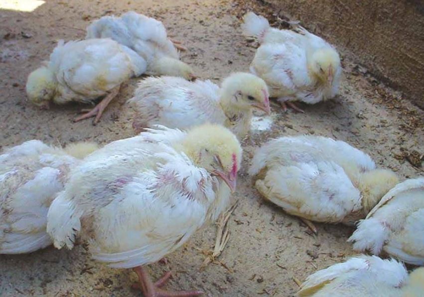 Gà chiến bị tiêu chảy gây ra nhiều hậu quả lớn