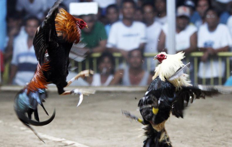 Đặc điểm ngoại hình của gà dao kê thủ có thể tham khảo