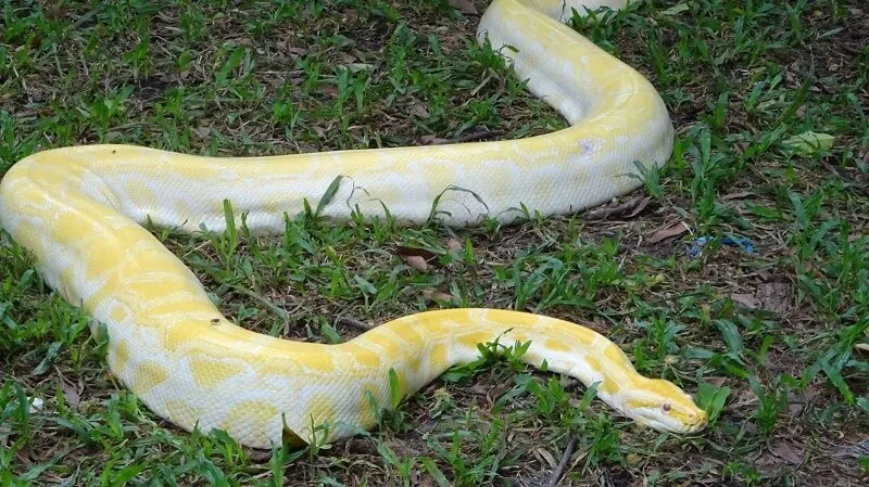 Mơ thấy trăn phản ánh sự thịnh vượng trong đời sống