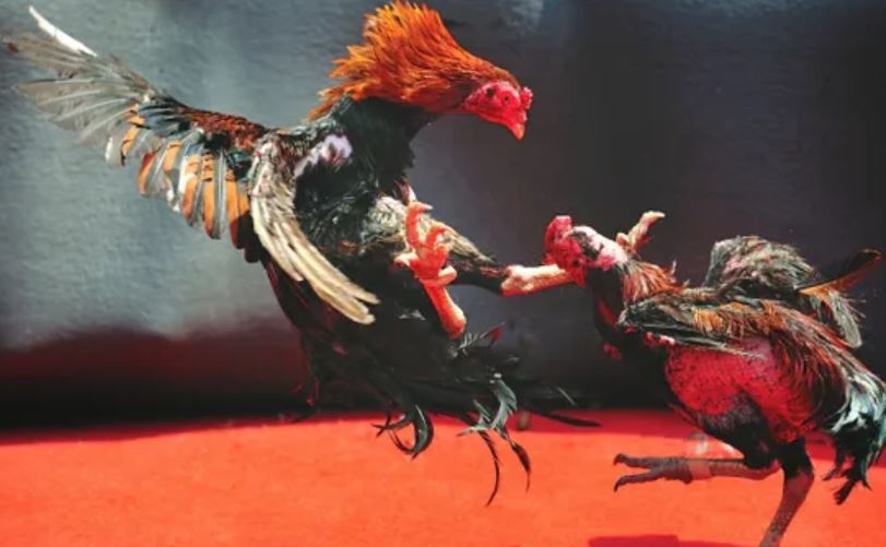 Lợi ích khi anh em tìm hiểu các khái niệm trong đá gà