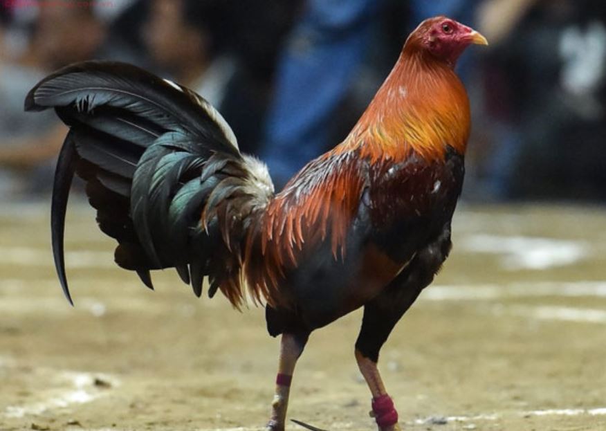 Gà Peru là một trong những giống gà cựa sắt dễ nuôi