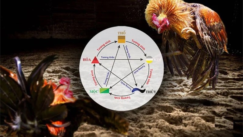 80 màu mạng gà đá phân chia dựa theo nguyên lý ngũ hành