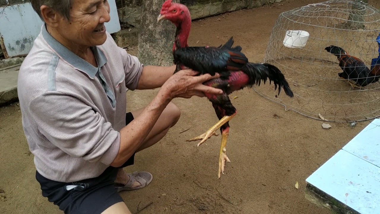 Áp dụng cách bắt gà đá phù hợp từng trường hợp