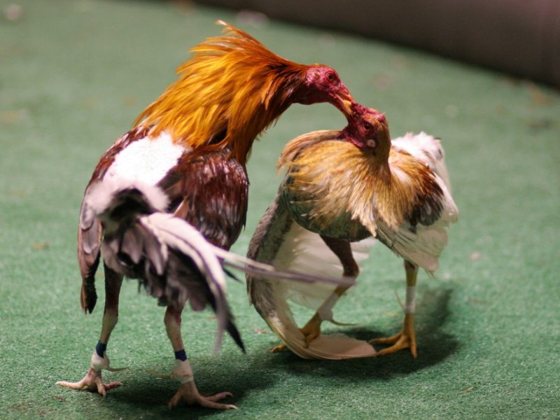 Kiểm tra kỹ năng thi đấu cơ bản của gà tre