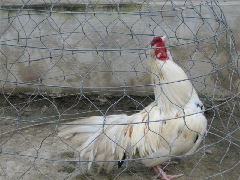 Gà màu úa vàng hay xuất hiện nhiều ở dòng gà cựa