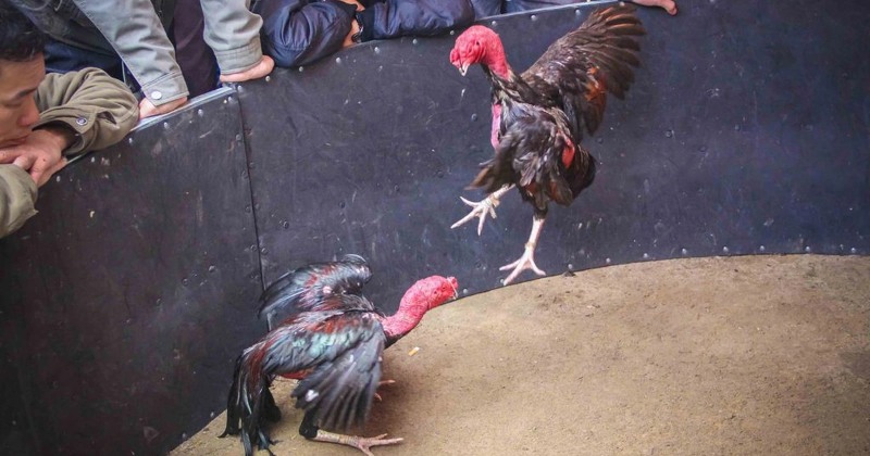 Gà chọi giống có lối đánh hay và hiểm hóc mới tạo nên đàn con khoẻ mạnh