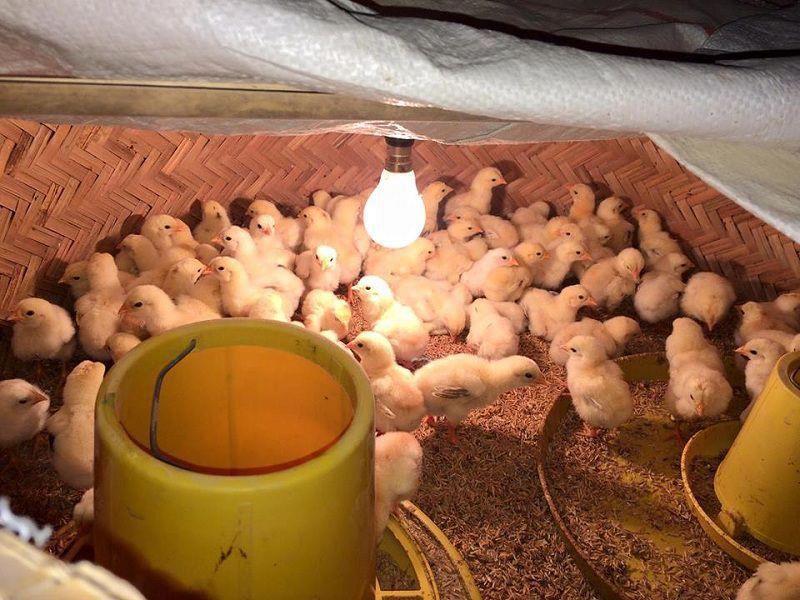 Trang thiết bị và chuồng trại cho gà chọi mới nở