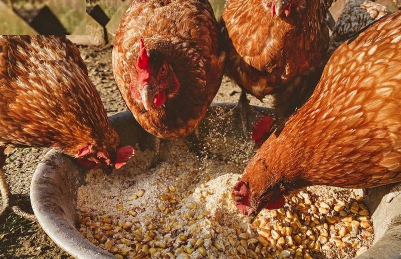 Cách phòng tránh gà đá bị biếng ăn hiệu quả cho sư kê